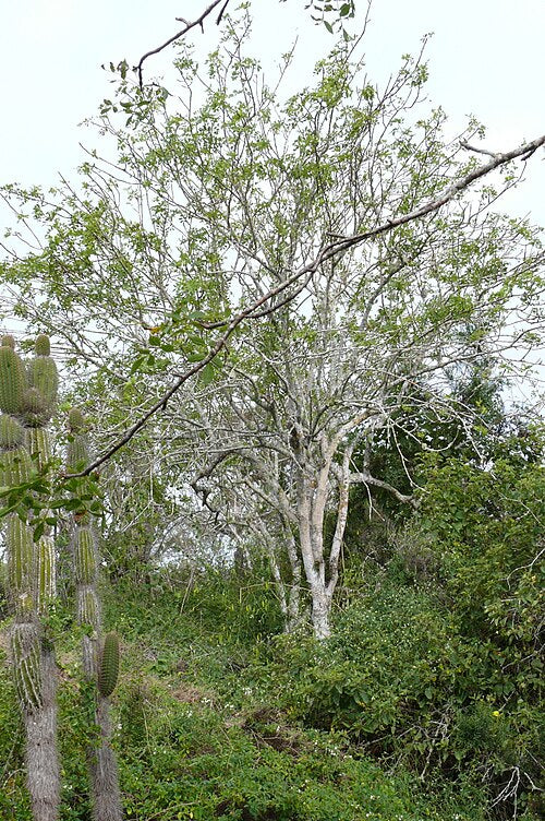 PALO SANTO (origen y propiedades)